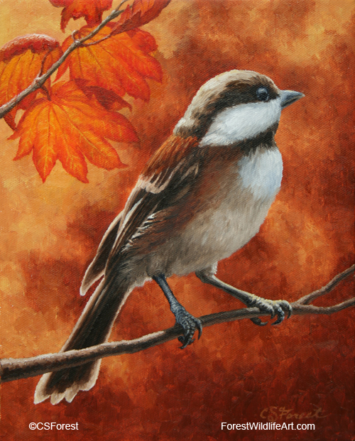 Autumn Chickadee Oil painting of a chestnut-back chickadee, by wildlife artist Crista Forest. ForestWildlifeArt.com Prints Available.