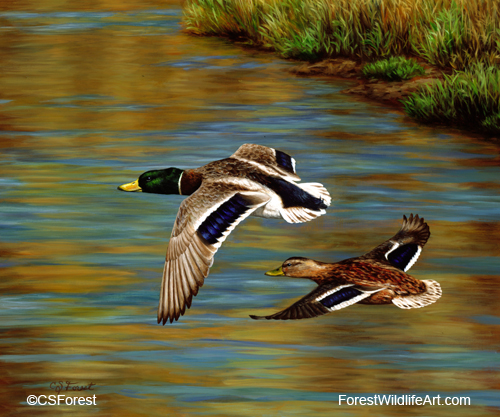 Golden Pond - Mallard Ducks Oil painting of flying mallard ducks, by wildlife artist Crista Forest. ForestWildlifeArt.com Prints Available.