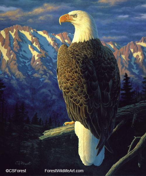 Morning Quest - Bald Eagle Oil painting of a bald eagle, by wildlife artist Crista Forest. ForestWildlifeArt.com Prints Available.