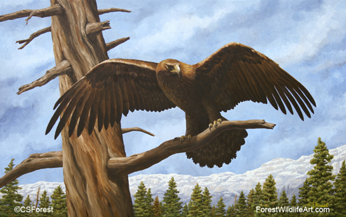 Golden Flex - Golden Eagle Oil painting of a golden eagle, by wildlife artist Crista Forest. ForestWildlifeArt.com Prints Available.