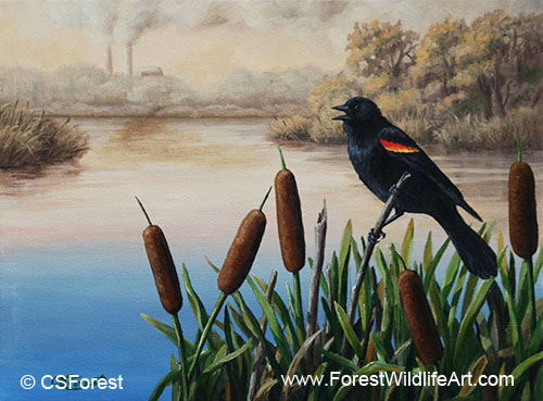 Last Song - Red Winged Blackbird Oil painting of a red-wing blackbird, by wildlife artist Crista Forest. ForestWildlifeArt.com Prints Available.