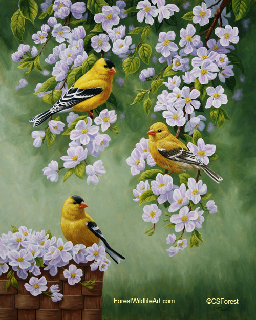 American Goldfinch Oil painting of goldfinches and blossoms, by wildlife artist Crista Forest, ForestWildlifeArt.com. Fine Art Prints available