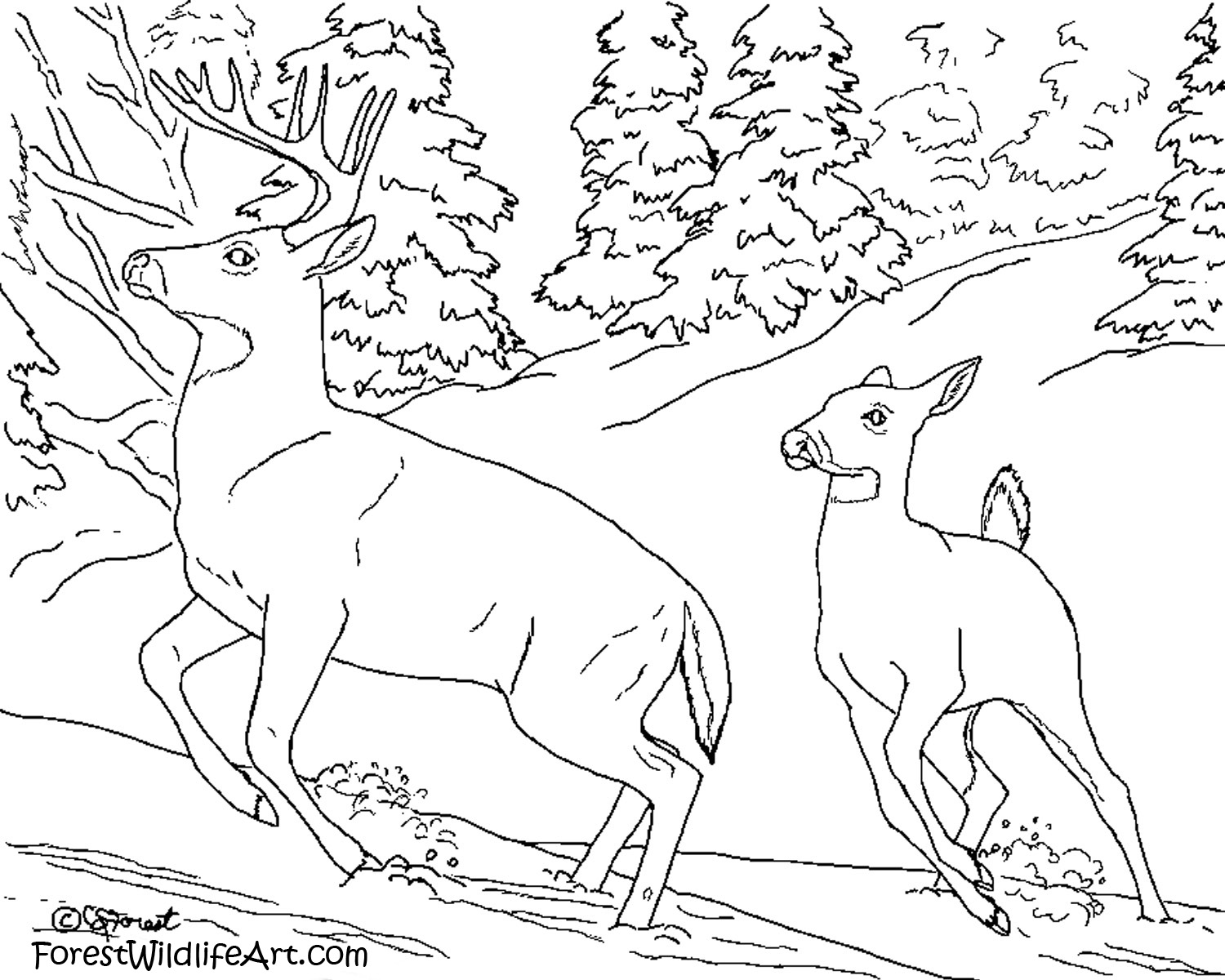 deer coloring book