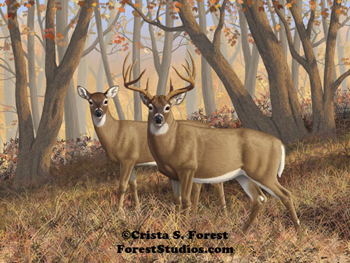 deer and autumn woods