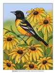 Maryland state bird and flower illustration