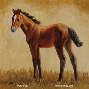 quarter horse foal image
