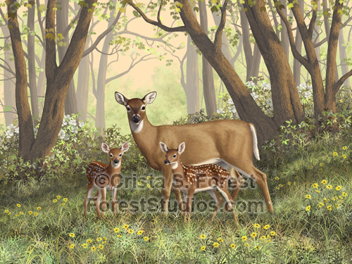 doe and twin fawns